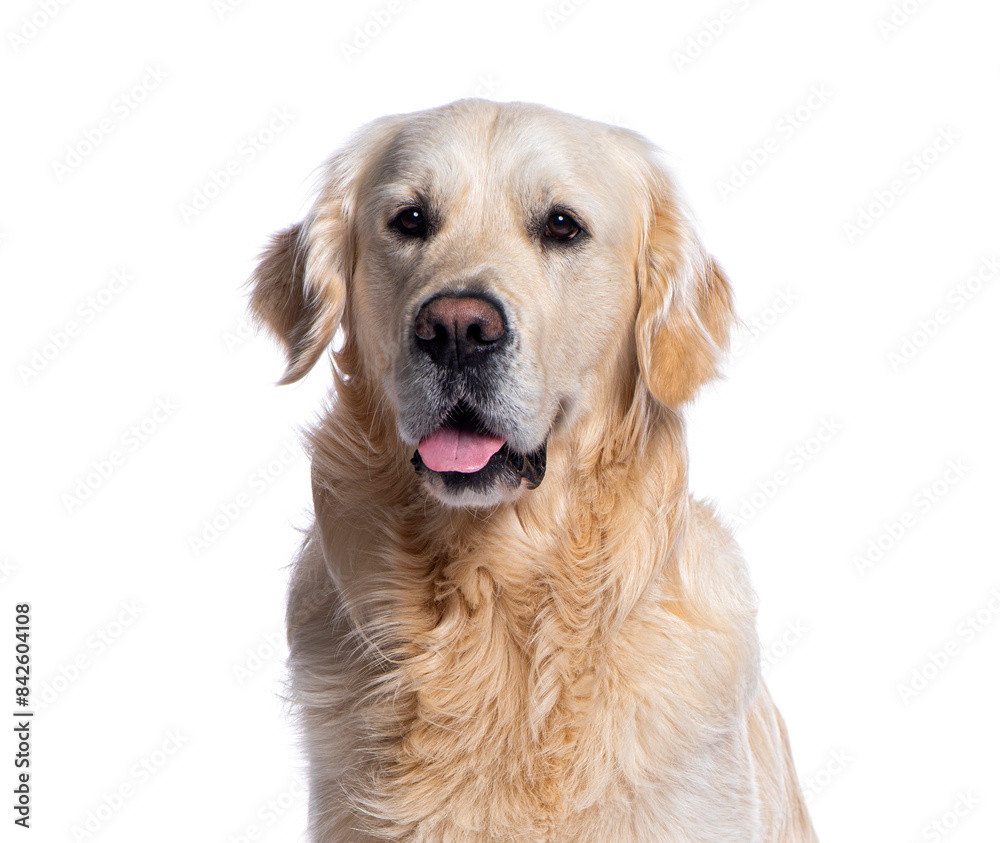 Golden retriever dog sitting and panting on white background Golden retriever dog sitting and panting on white background