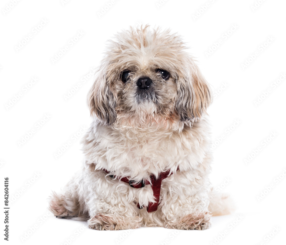 Senior shih tzu dog wearing a red harness sitting and looking at camera Senior shih tzu dog wearing a red harness sitting and looking at camera