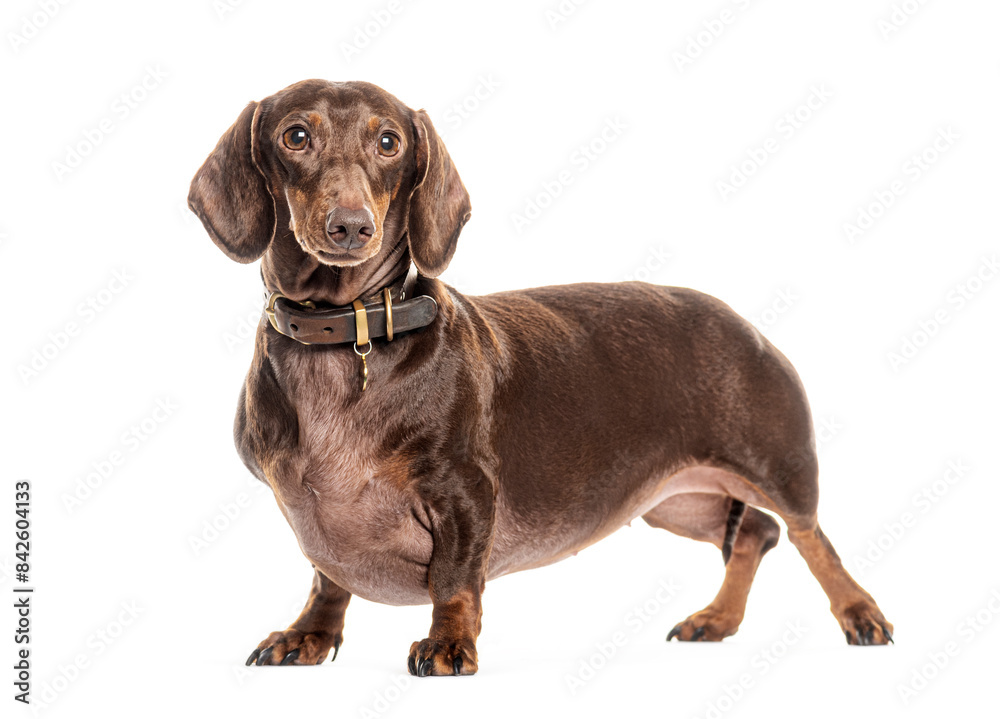 Charming dachshund dog standing on white background Charming dachshund dog standing on white background