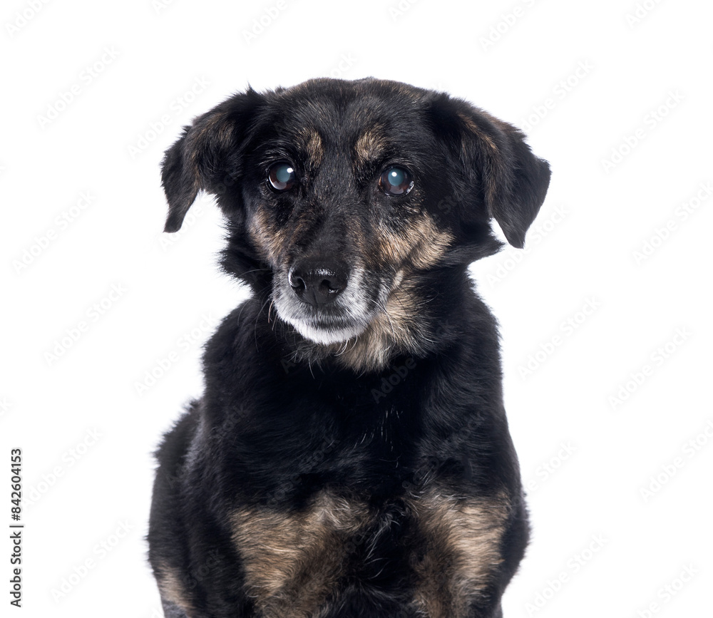 Black and tan senior dog with cloudy eyes looking sad on white background Black and tan senior dog with cloudy eyes looking sad on white background