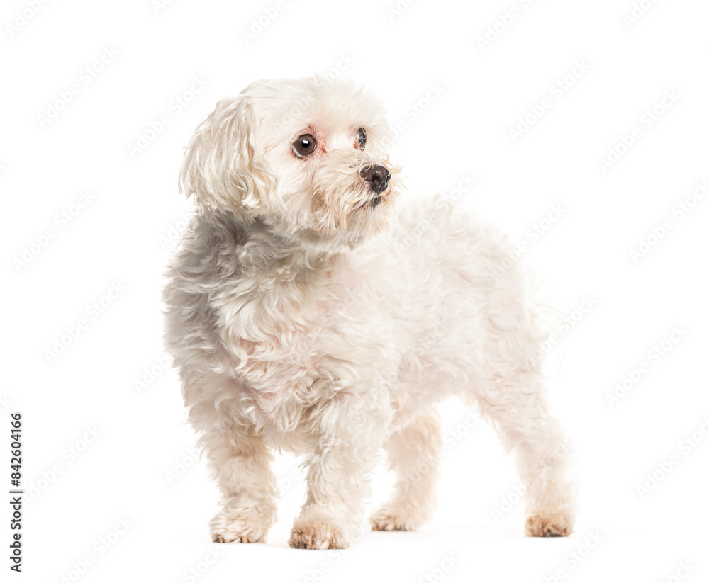 Adorable white small dog standing isolated on white background
