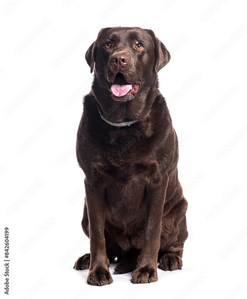 Adult chocolate labrador retriever dog sitting and panting on white background Adult chocolate labrador retriever dog sitting and panting on white background