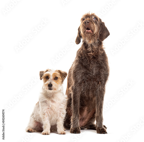 Two dogs sitting together on white background