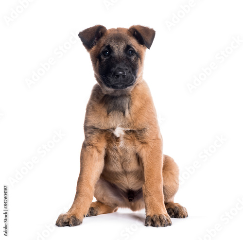 Adorable belgian shepherd puppy sitting on white background