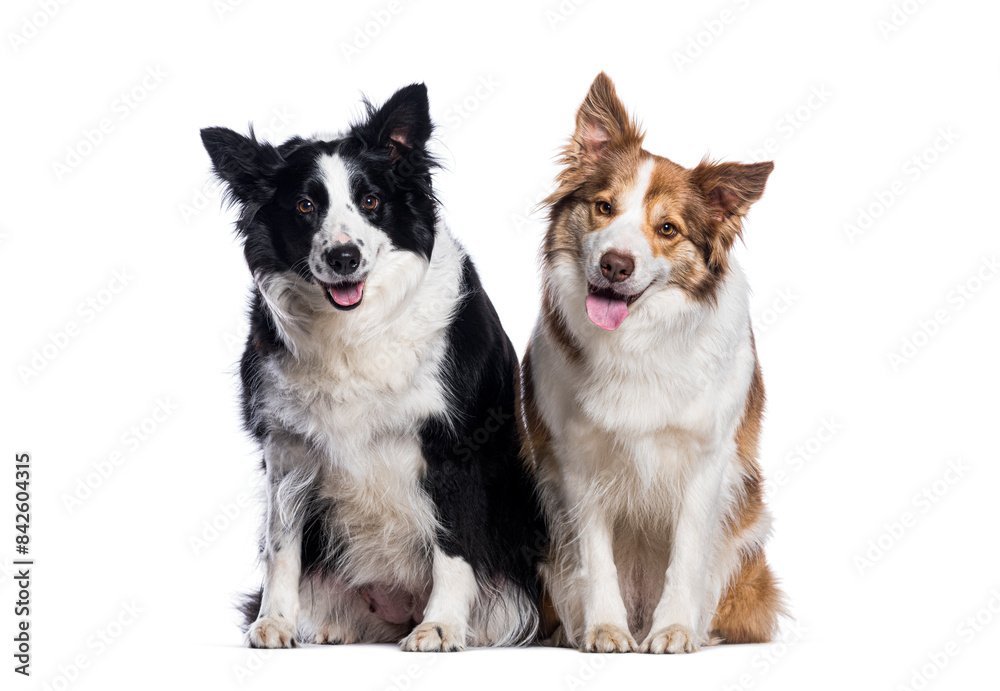 Two border collie dogs sitting and panting on white background Two border collie dogs sitting and panting on white background