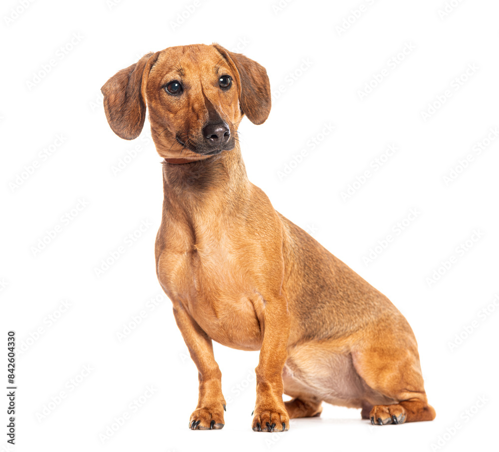 Curious brown dachshund dog sitting and looking up isolated on white background Curious brown dachshund dog sitting and looking up isolated on white background