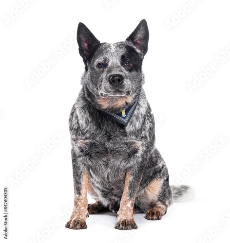 Australian cattle dog sitting and wearing a blue scarf on white background