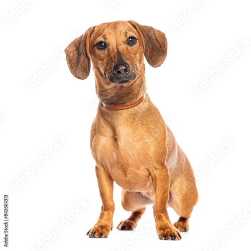 Adorable brown dachshund dog sitting and looking at camera