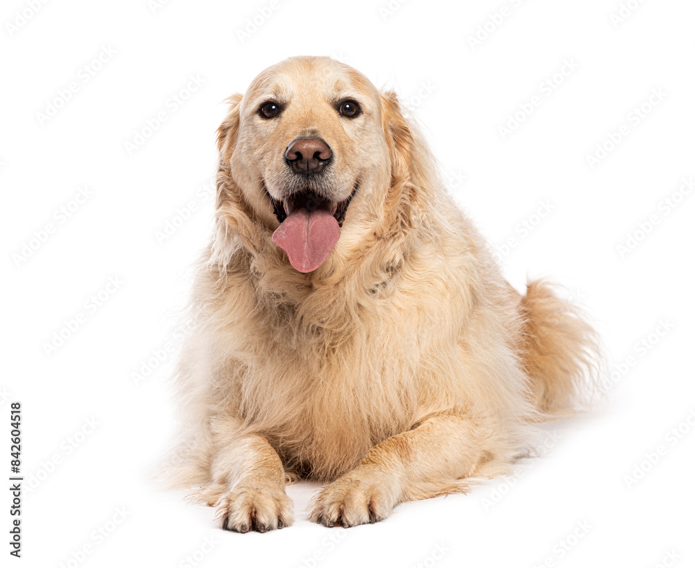 Golden retriever is happily panting while lying down Golden retriever is happily panting while lying down