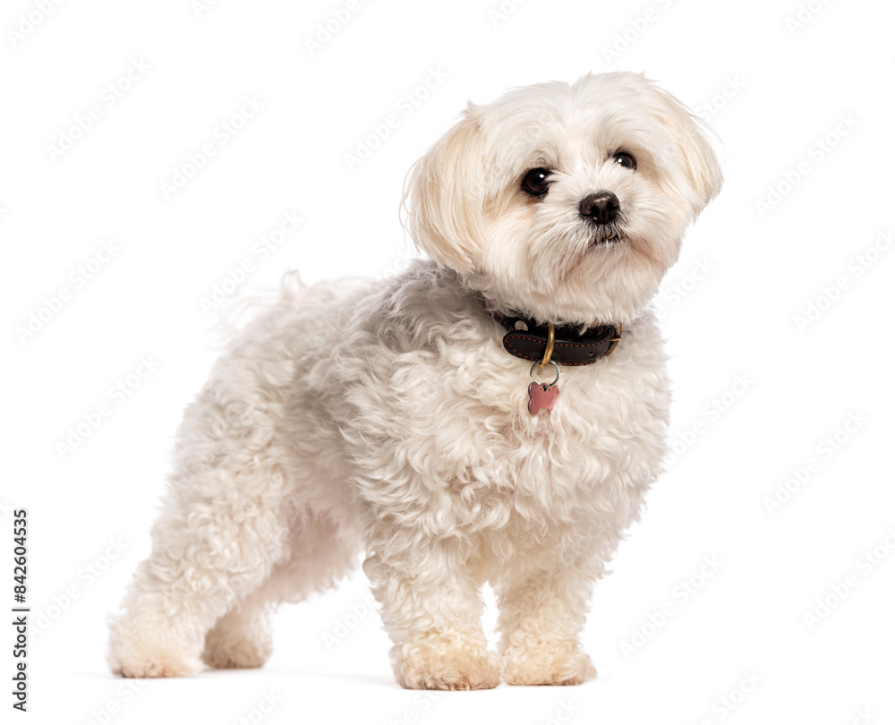 Small white dog standing with head up and looking curious Small white dog standing with head up and looking curious