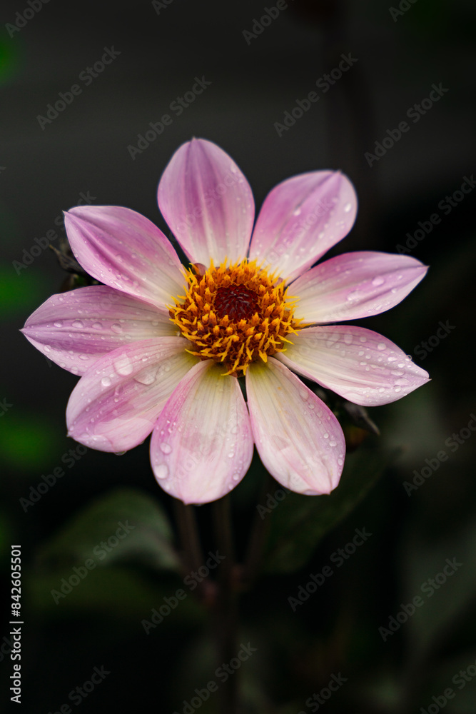 close up of pink flower dahlia, garden spring and summer flowers close up of pink flower dahlia, garden spring and summer flowers