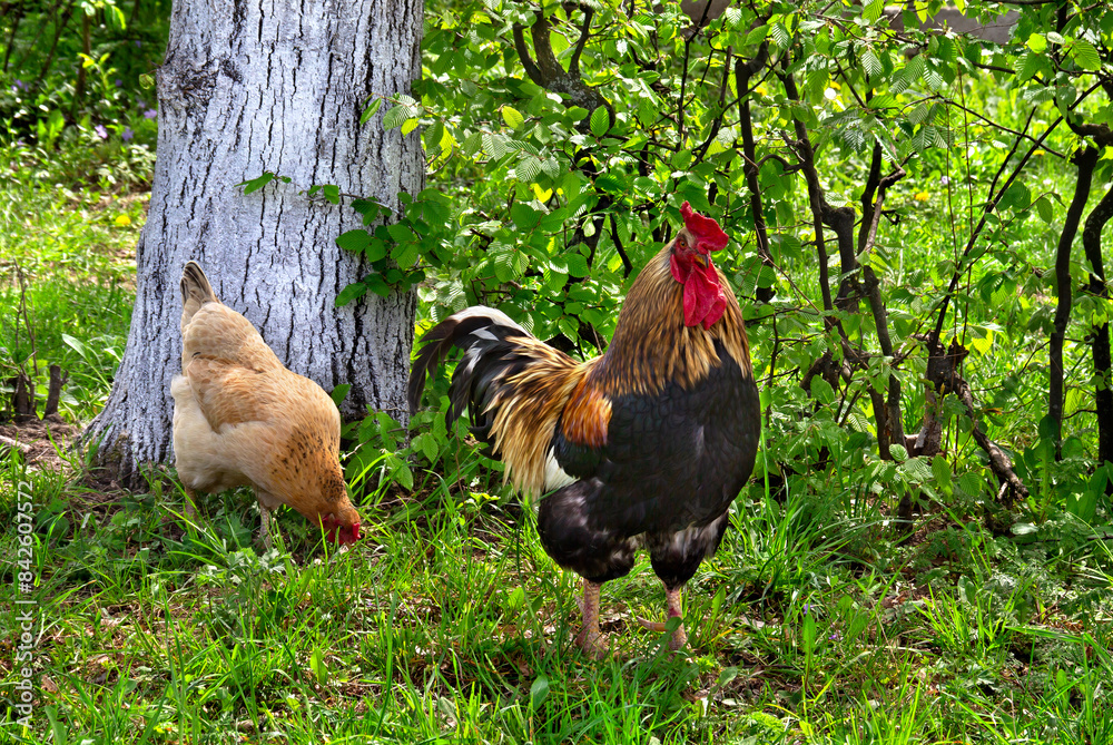 Fototapeta premium Rooster and chicken on grass by the tree on nature background