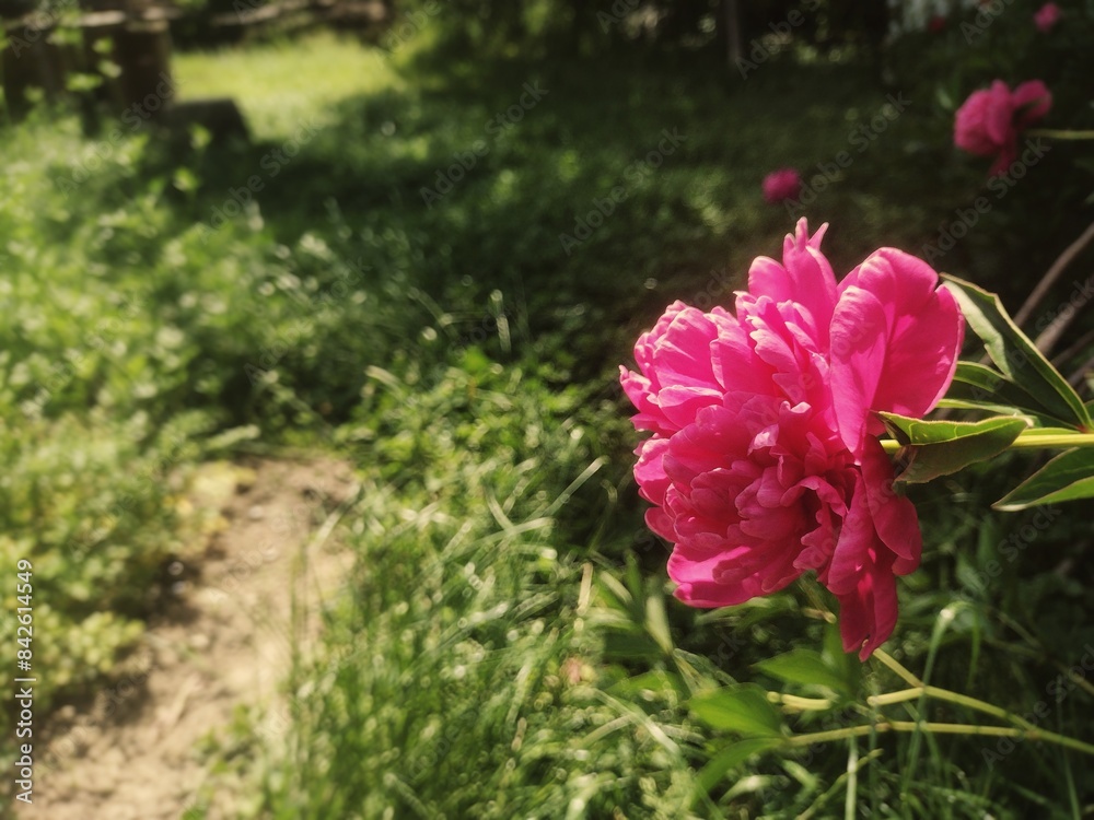 Vibrant Pink Peony in Full Bloom Against Lush Green Garden - Perfect for Spring and Summer Themes, Ideal for Floral Design Backgrounds or Nature-Inspired Projects Vibrant Pink Peony in Full Bloom Against Lush Green Garden - Perfect for Spring and Summer Themes, Ideal for Floral Design Backgrounds or Nature-Inspired Projects