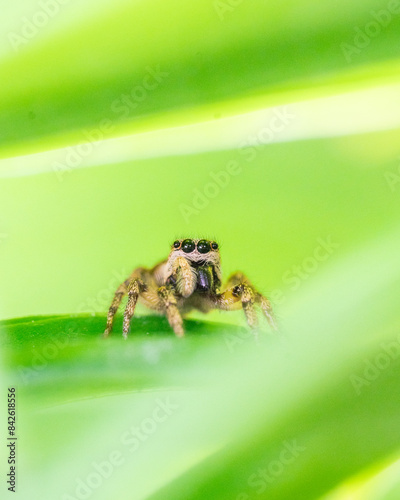Zebra jumping spider - Salticus scenicus sitting on a plant leaf with copy space around