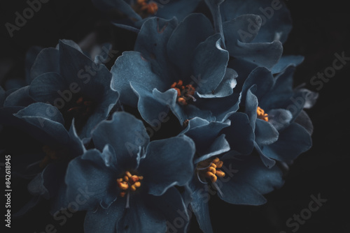 aesthetic photo of african violet flowers. African violet flowers (Saintpaulia), Close-up, Blossoming and Macro photo of african violet flowers. Creative photo of violet flower with aesthetic . 