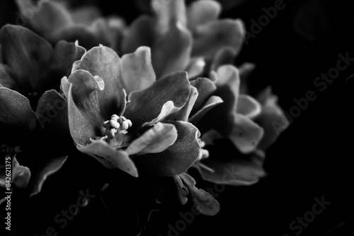 aesthetic photo of african violet flowers. African violet flowers (Saintpaulia), Close-up, Blossoming and Macro photo of african violet flowers. Creative photo of violet flower with aesthetic . 