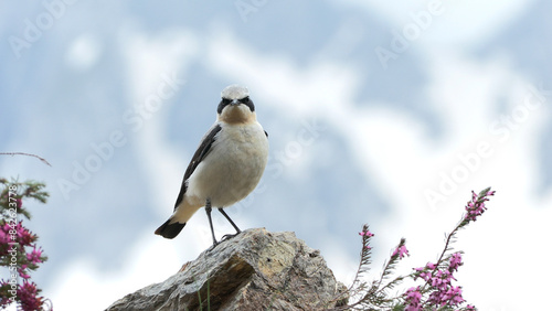wheatear (Oenanthe oenanthe ) Culbianco