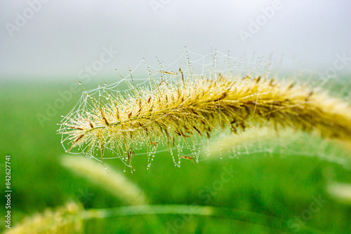 A closeup of a plant bristle in a field, close up Dogtail grass in the morning with dew drops and spider webs at the edge paddy field.