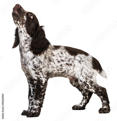 One cute little spaniel dog with marbled fur standing and looking upwards against transparent background. Concept of movement, joy, playing, pets love, animal life, domestic animals.