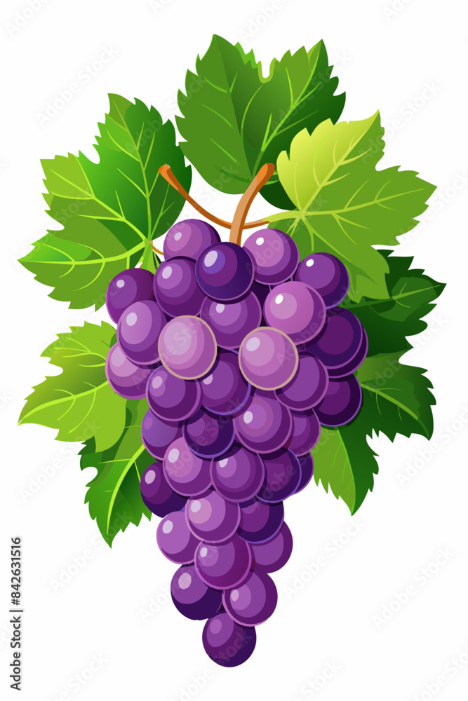 Fototapeta premium A bunch of grapes with leaves vector illustration 