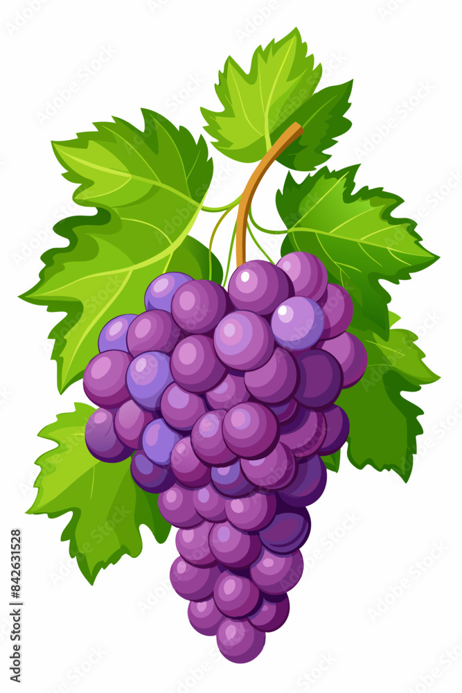 Obraz premium A bunch of grapes with leaves vector illustration 