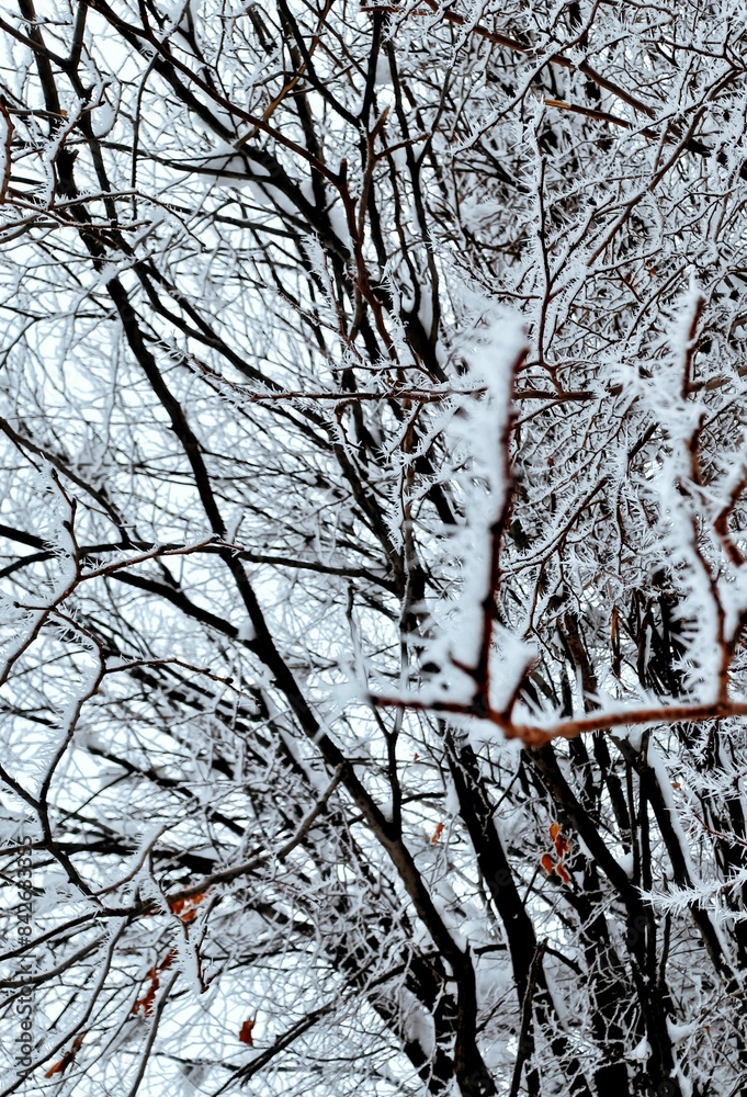 Obraz premium snow covered tree