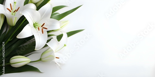 Funeral Program Design White Background with Lily and Ample Space for Text. Concept Funeral Program Design, White Background, Lily Illustration, Ample Text Space