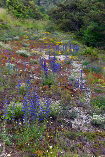 The viper's bugloss (Echium...