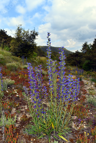 The viper's bugloss (Echium...