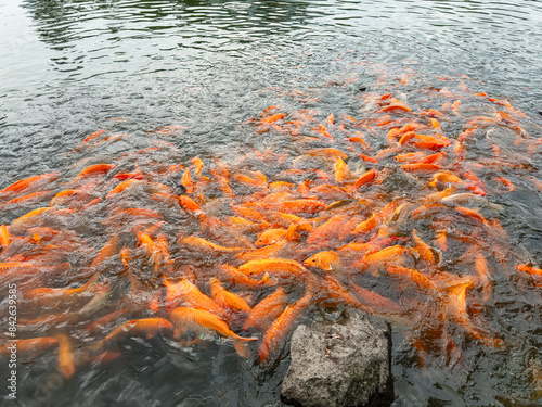 lots of yellow, white and black goldfish and tilapia gather to look for food in the pond
