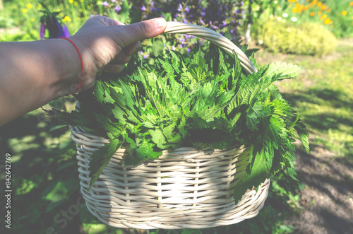 Organic nettle in white wicker basket