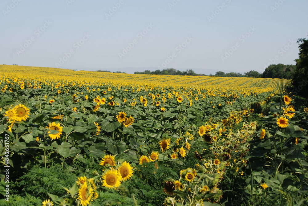 Fototapeta premium A field of sunflowers. A summer day in the countryside. Under a clear, bright sky, there is a wide field of tall sunflowers. The flowers have a thick stem and a wide flower with yellow petals.