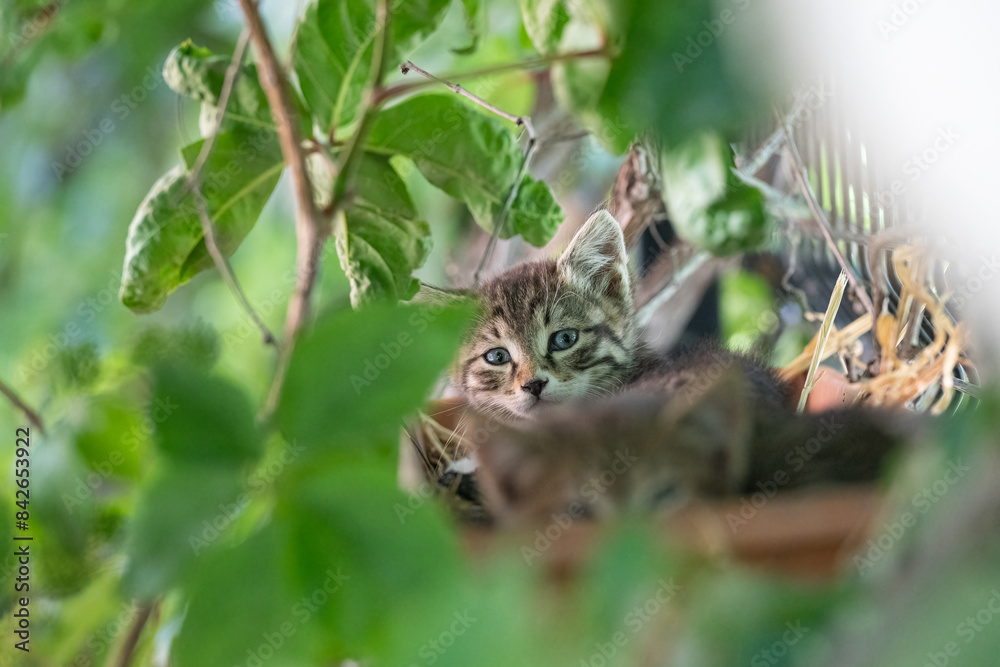 Cute stray kitten hidden among the plants. Cute stray kitten hidden among the plants.