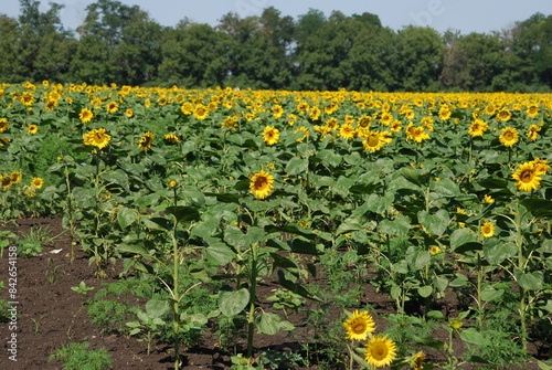 Sunflowers grow in a field. Large flowers with a thick long stem, wide green leaves grew in a field. They have a wide inflorescence with yellow petals on the edges and seeds in the middle.