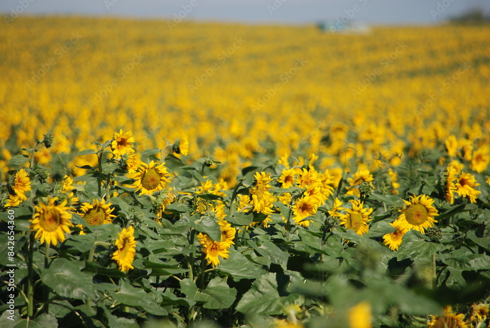 Obraz premium A field of sunflowers. A summer day in the countryside. Under a clear, bright sky, there is a wide field of tall sunflowers. The flowers have a thick stem and a wide flower with yellow petals.