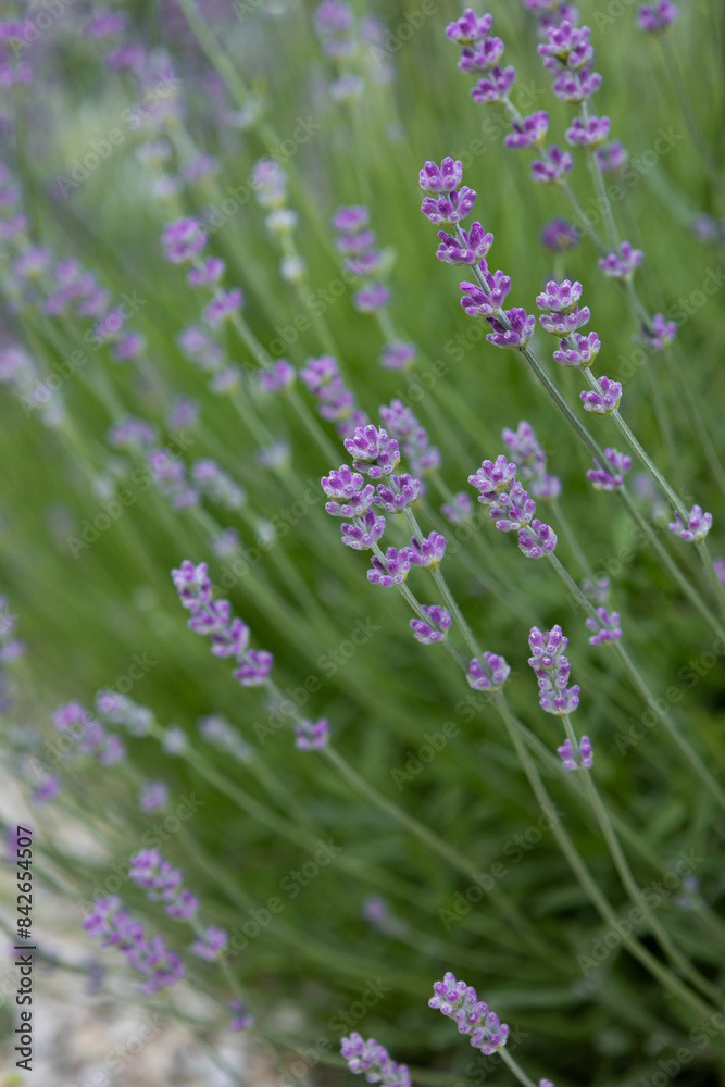 Obraz premium fragrant lavender flowers bush in a flowerbed