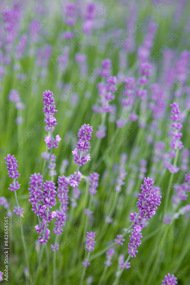 Obraz premium close up of fragrant lavender flowers bush in a flowerbed summer naure