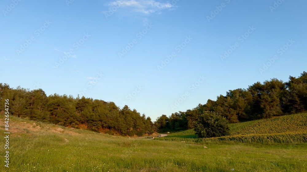 Landscape with pine trees, green grass and clear blue sky. Wooded countryside background on a sunny summer. Italy, Spain countryside. Landscape with pine trees, green grass and clear blue sky. Wooded countryside background on a sunny summer. Italy, Spain countryside.