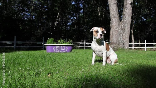 Canine Captivation. A dog's world is turned upside down as it encounters the mesmerizing wonder of soap bubbles for the first time.