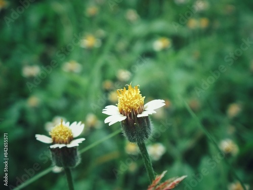 bee on flower