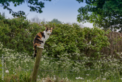 A young cat perched on a wooden post hunting in the countryside. looking at the camera