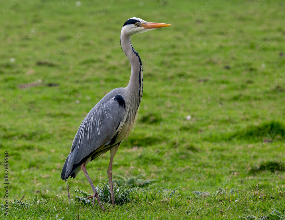 Heron standing in a field looking right Heron standing in a field looking right