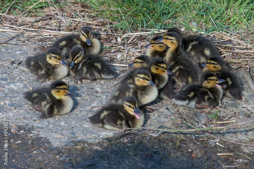 13 Mallard Duck Chicks sitting and waiting on a concrete bank