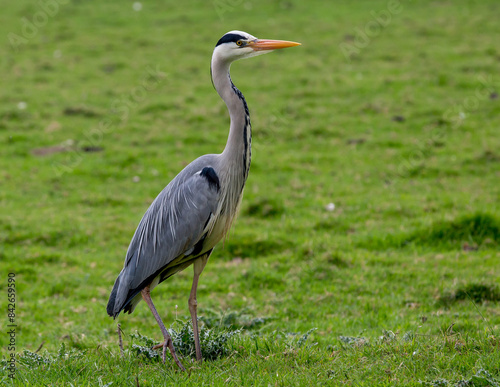 Heron standing in a field looking right