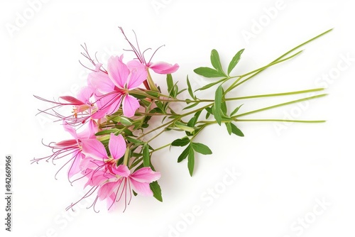 Spider Flower (Cleome) photo on white isolated background