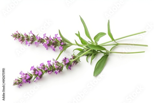 Vervain photo on white isolated background