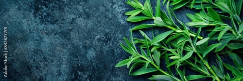 Estragon twigs, tarragon sprigs, fresh artemisia dracunculus grass, green spice leaves banner illustration photo
