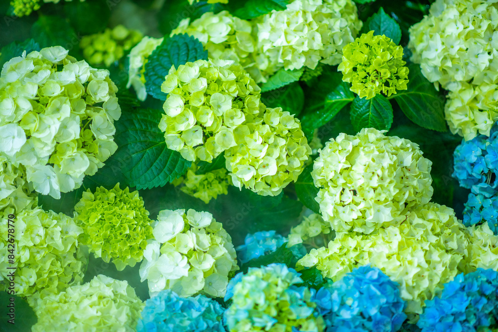 blue and green leaves.Beautiful flower background fills the space. blue and green leaves.Beautiful flower background fills the space.