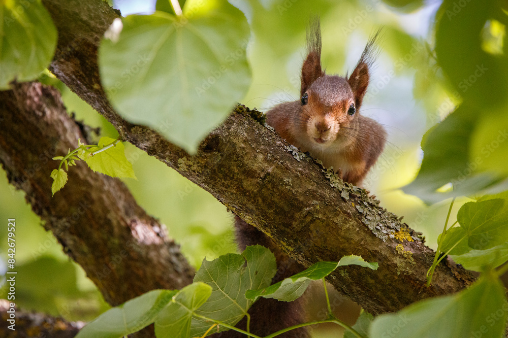 squirrel on a tree squirrel on a tree