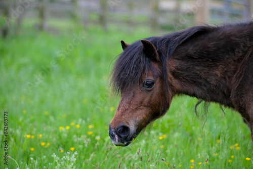 Fat pony in the meadow eating grass. 